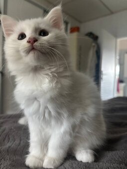 Maine coon mačiatka k odberu - 8