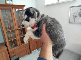 SIBÍRSKY HUSKY - 8