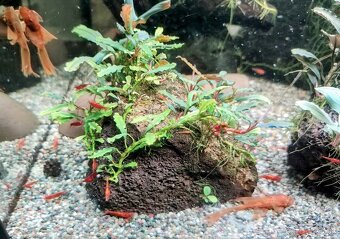 Predám krevetky Neocaridina Red Fire Painted - Grade SS - 8