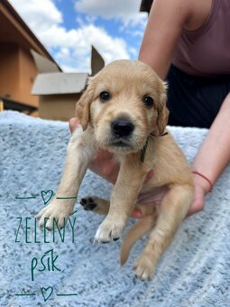 Zlatý Retriever šteniatka - 8