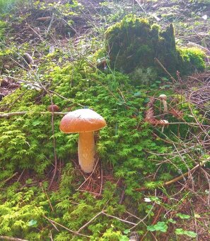 Sušené dubáky - 8