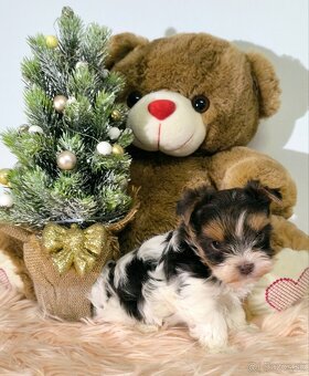 Jorksir Yorkshirsky terier - 8