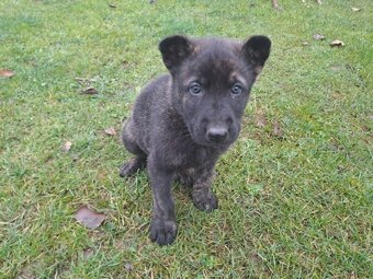 Predám holandského ovčiaka - 8