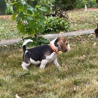 Beagle - 8