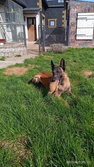Belgicky ovciak malinois - 8