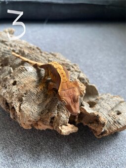 Pagekon riasnatý - Correlophus ciliatus - 8