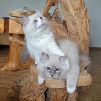 Ragdoll kocourek do chovu - 8