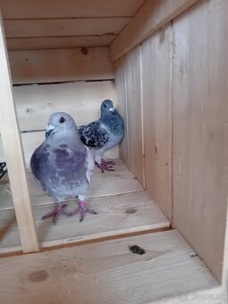 Poštové holuby - 8