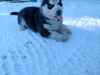 Šteniatka sibírsky husky - 8