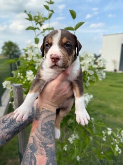 American bully XL/XXL s PP/stafford/pitbull/cane corso - 8