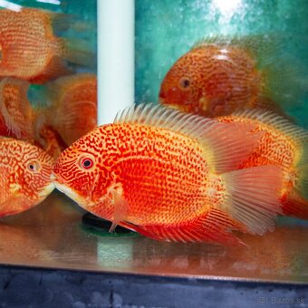 Hydrolycus armatus + import - 8