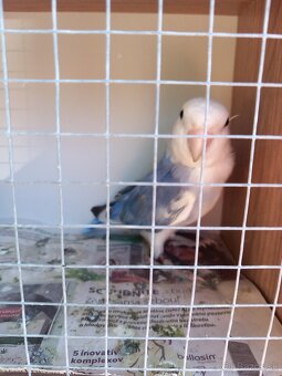 Agapornis ružovohrdlý - 8