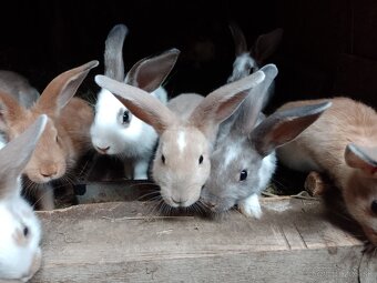 Predám králiky rôznych plemien a sfarbenia - 8