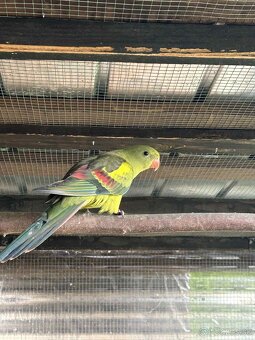 Korela, Papagáj horský - 8