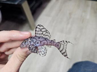 L 236 Super White - dospelá skupinka - 8