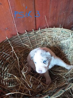 Border kólia šteniatka - 8