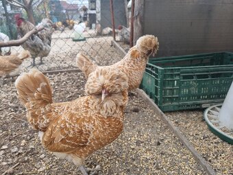 PADUÁNKA , HODVÁBNIČKA , MILIFÉRKA - 8