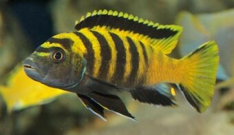 Predám prebytky chovu - Africké cichlidy - 8