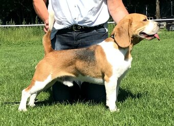 Bígel Beagle Bigl s PP FCI - 8
