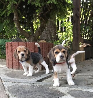 Bígel Beagle Bigl s PP FCI - 8