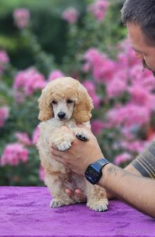 Stredne Veľký Pudel - Medium Poodle - 8