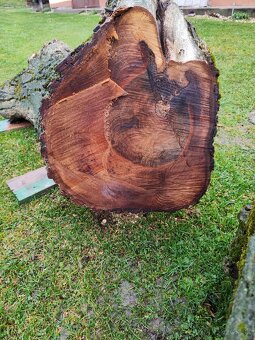 Predám kmene z čerstvo spíleneho stromu - 8