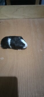 Morské prasiatka - 8