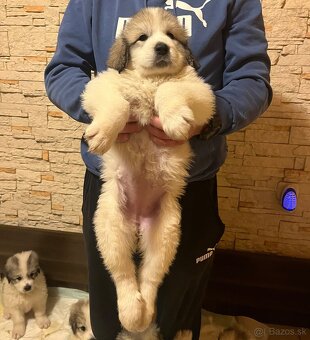 Pyrenejský horský pes - 8