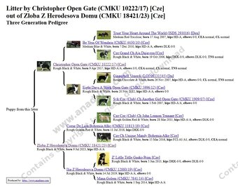 Šteňatá s PP - Border kólia / kolia - již k odběru - 8