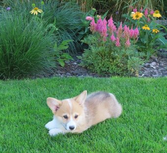 welsh corgi - 8