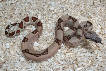 Boa imperator - Normal a Hypo 66% het Sterling VPI - 8
