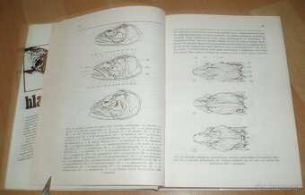 Hlavátka - 8