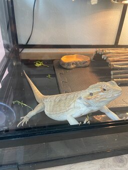 Terarium - 8