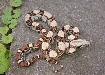 Boa imperator - Hypo Arabesque Keltic het Sharp Albino - 8