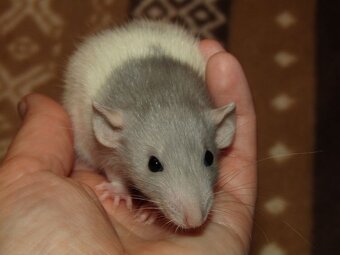 Dumbo, rex - mláďata potkánků s výpisem předků - 8