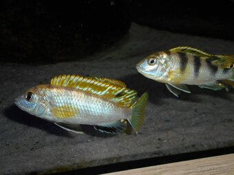 Africké cichlidy Malawi. - 8