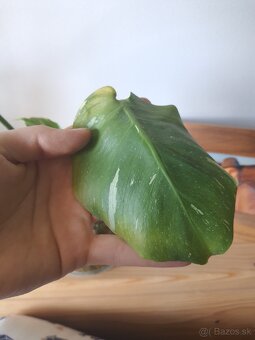 Odrezky monstera thai constellation - 8