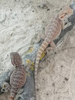 Agama bradatá - mláďatá - 8