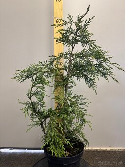 Cervienka Vavrinivec - 8