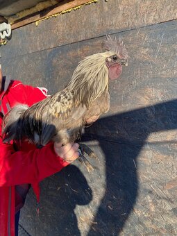 Ayam Cemani kohuti - 8