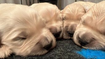 Šteniatka zlatý retriever - 8