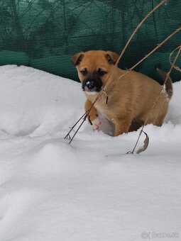 Darujem šteniatka - 8