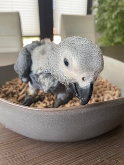 Žako velký ručně dokrmená mláďata - 8