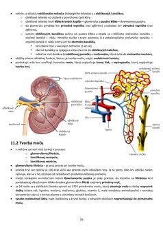 Biológia človeka - 8
