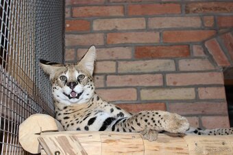 Serval stepny - 8