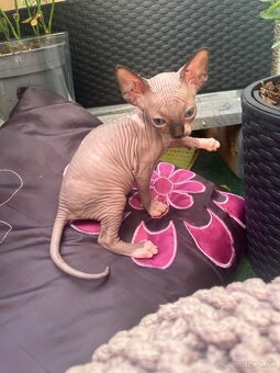 Mačička sphynx - 8