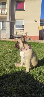 Francúzsky buldoček s PP - 8