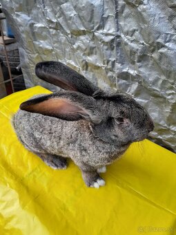 Predam zajace belgicky obor - 8