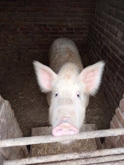 Durok prasa na zabitie 130kg - 8