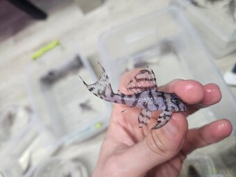 L 236 Super White - odchov - 8